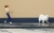 Поводок для собак Xiaomi Moemaster UFO 2.6м