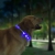 Светящийся ошейник Little Beast Glowing Collar LED (XL81-5001)